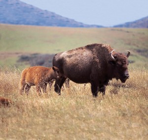 Catalina Island Image Library baby buffalo