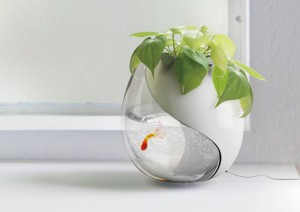 plant-aquarium in one