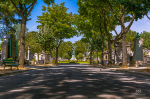 Tree lined street