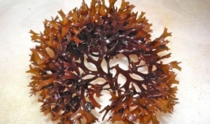 Fresh Sea Moss, seen as a brownish plant.